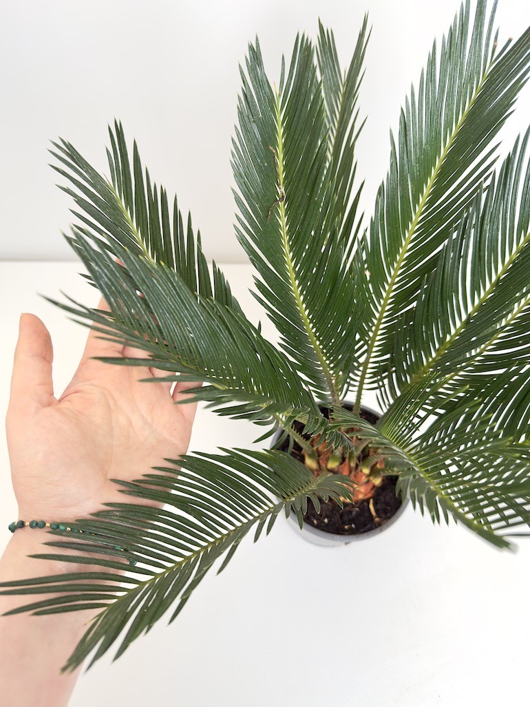 Cykas Revoluta (palma cycas)