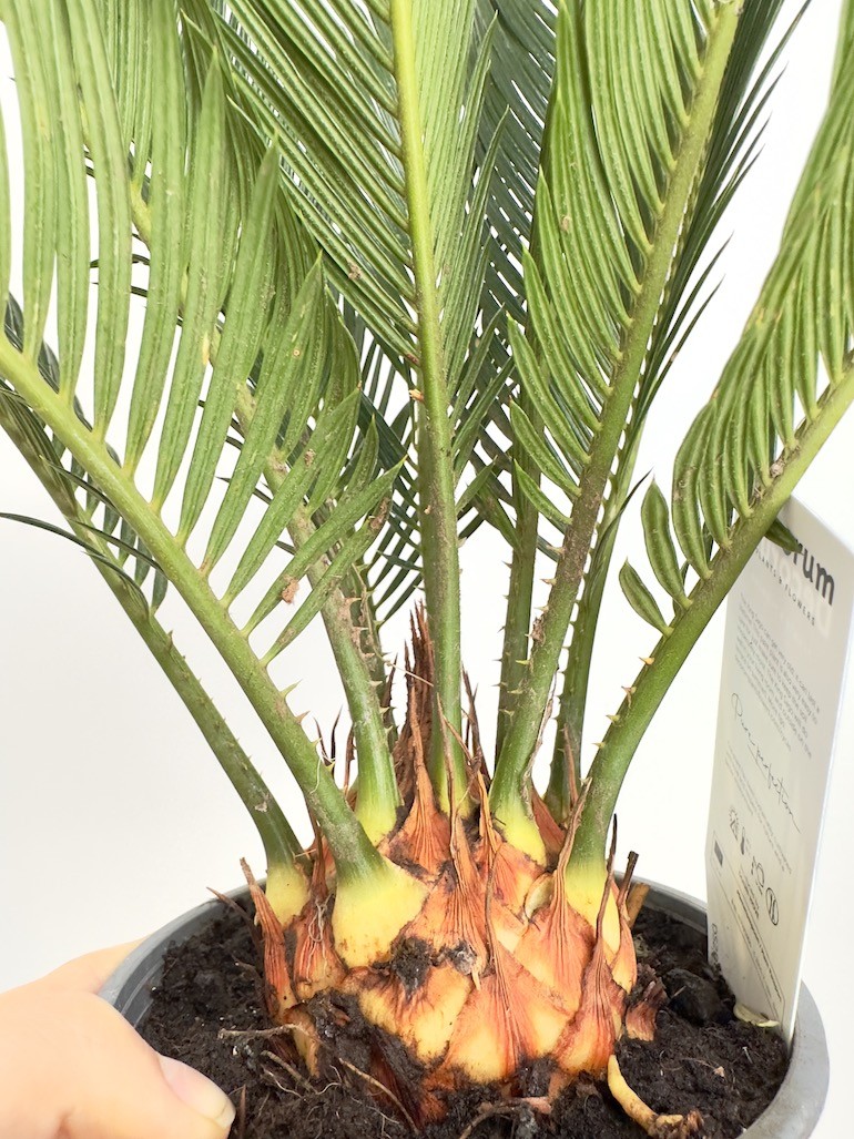 Cykas Revoluta (palma cycas)