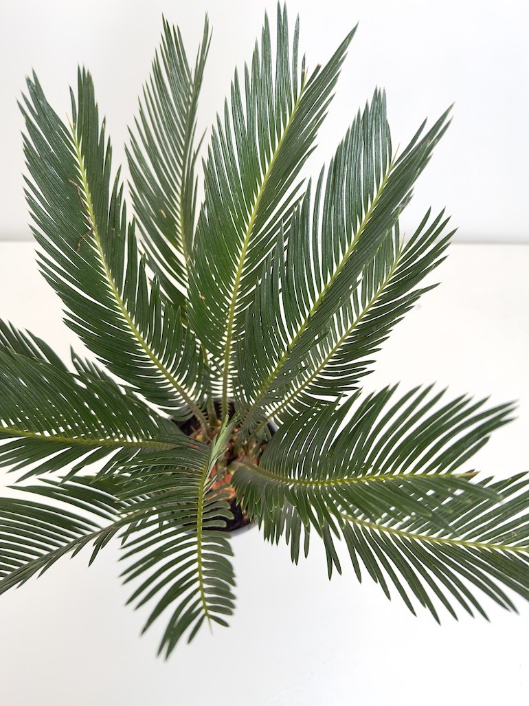 Cykas Revoluta (palma cycas)