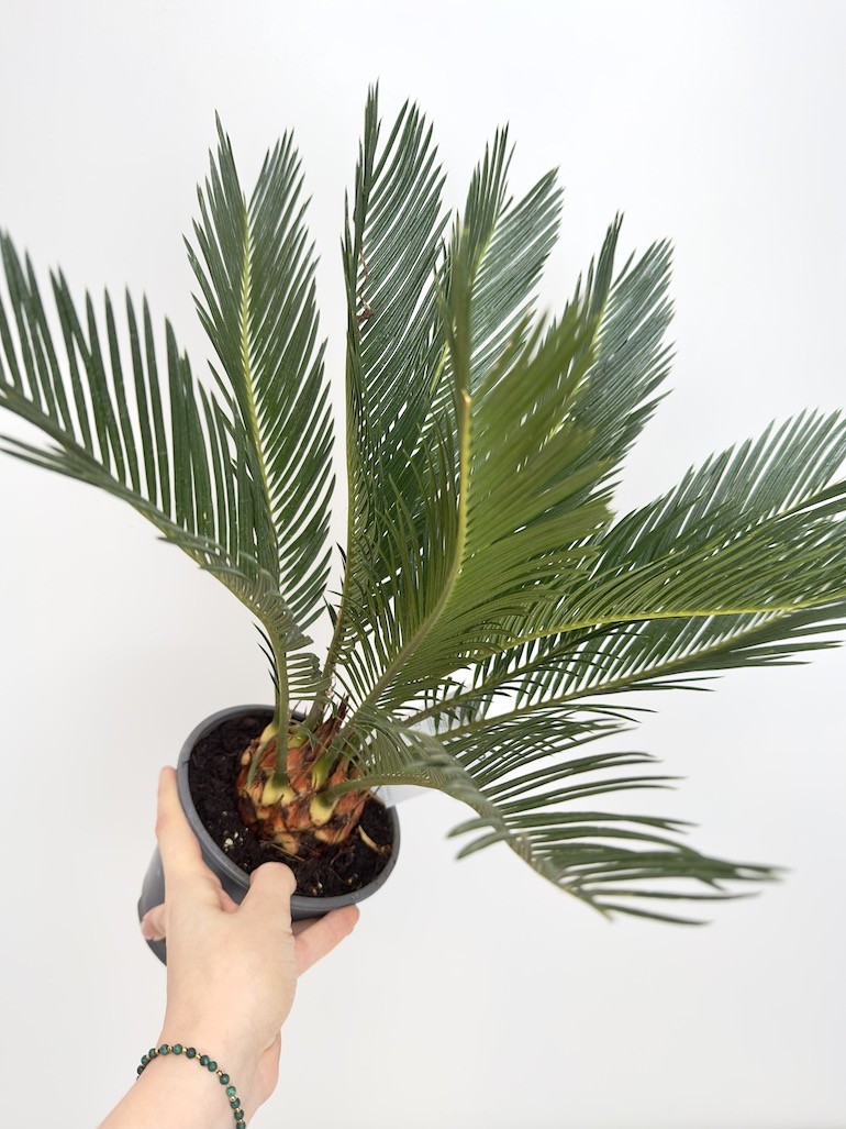 Cykas Revoluta (palma cycas)