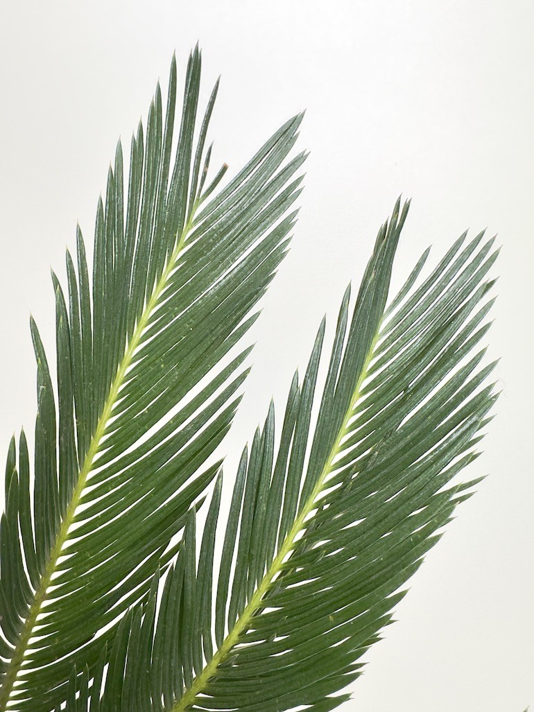 Cykas Revoluta (palma cycas)