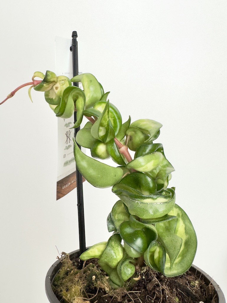 Hoya Mauna Loa | 6 Liści