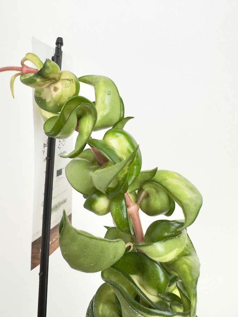 Hoya Mauna Loa | 6 Liści