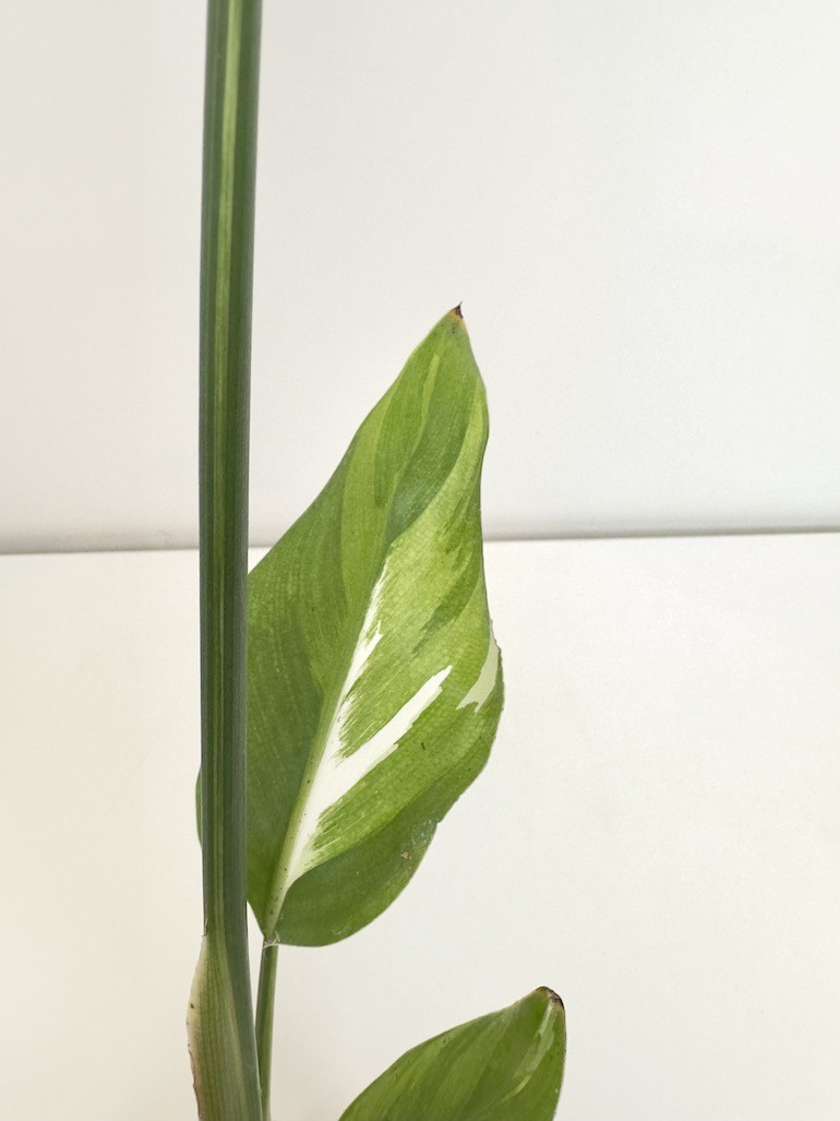Strelitzia nicolai Variegata