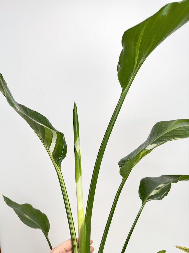 Strelitzia nicolai Variegata