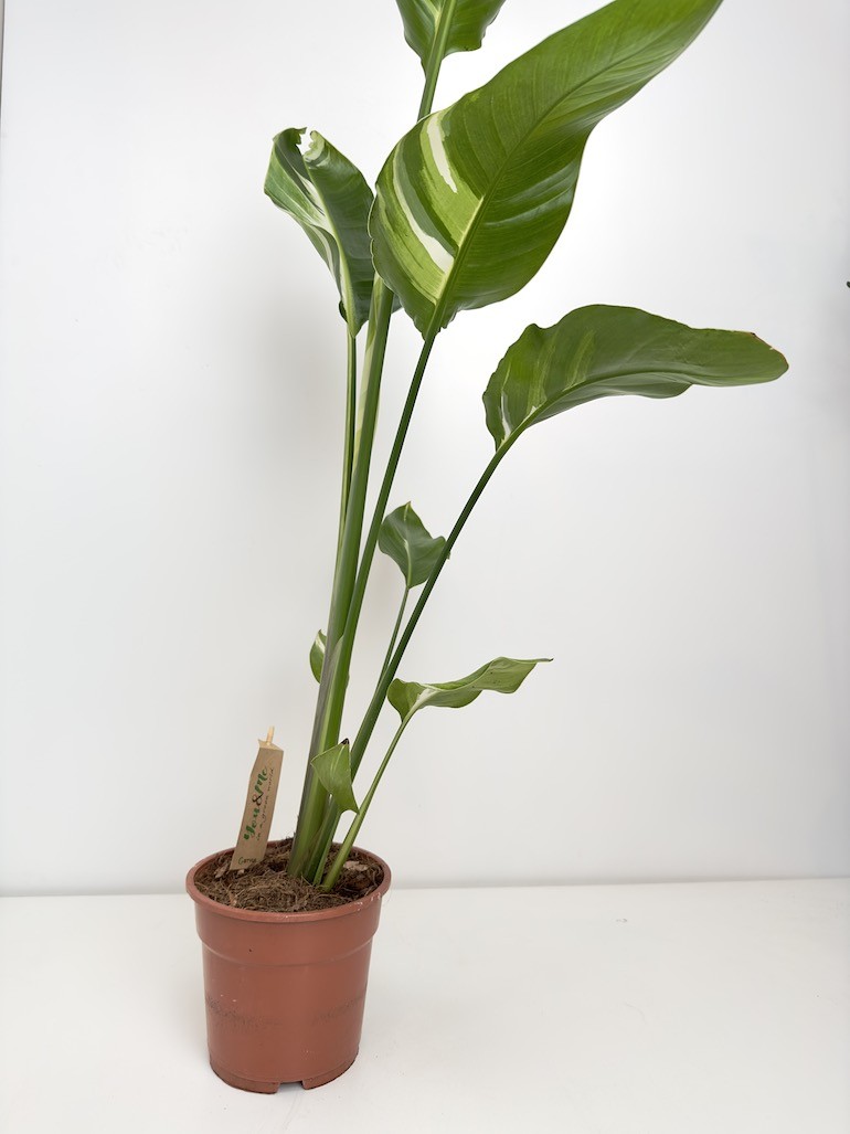Strelitzia nicolai Variegata