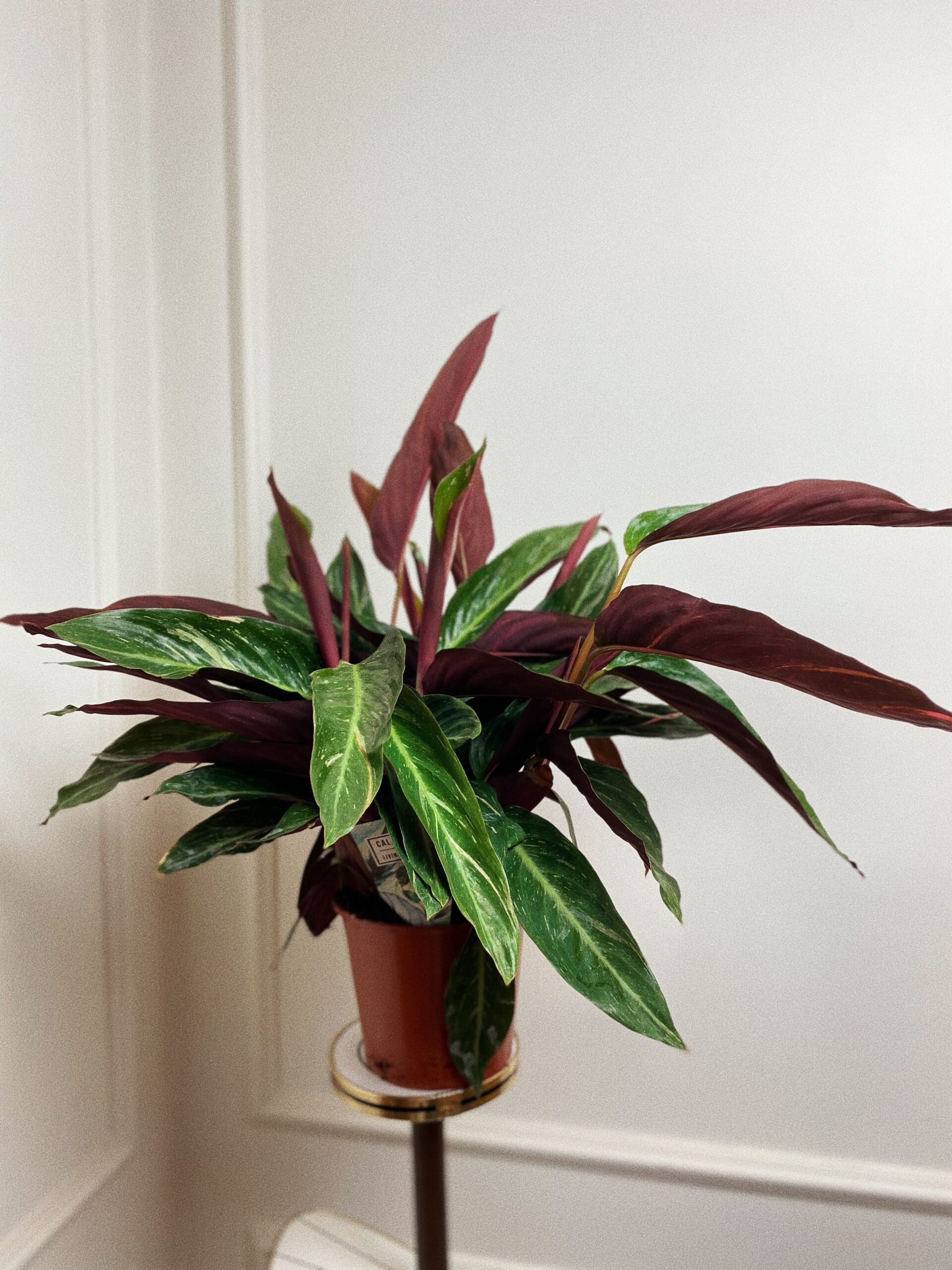 Calathea Magic Star