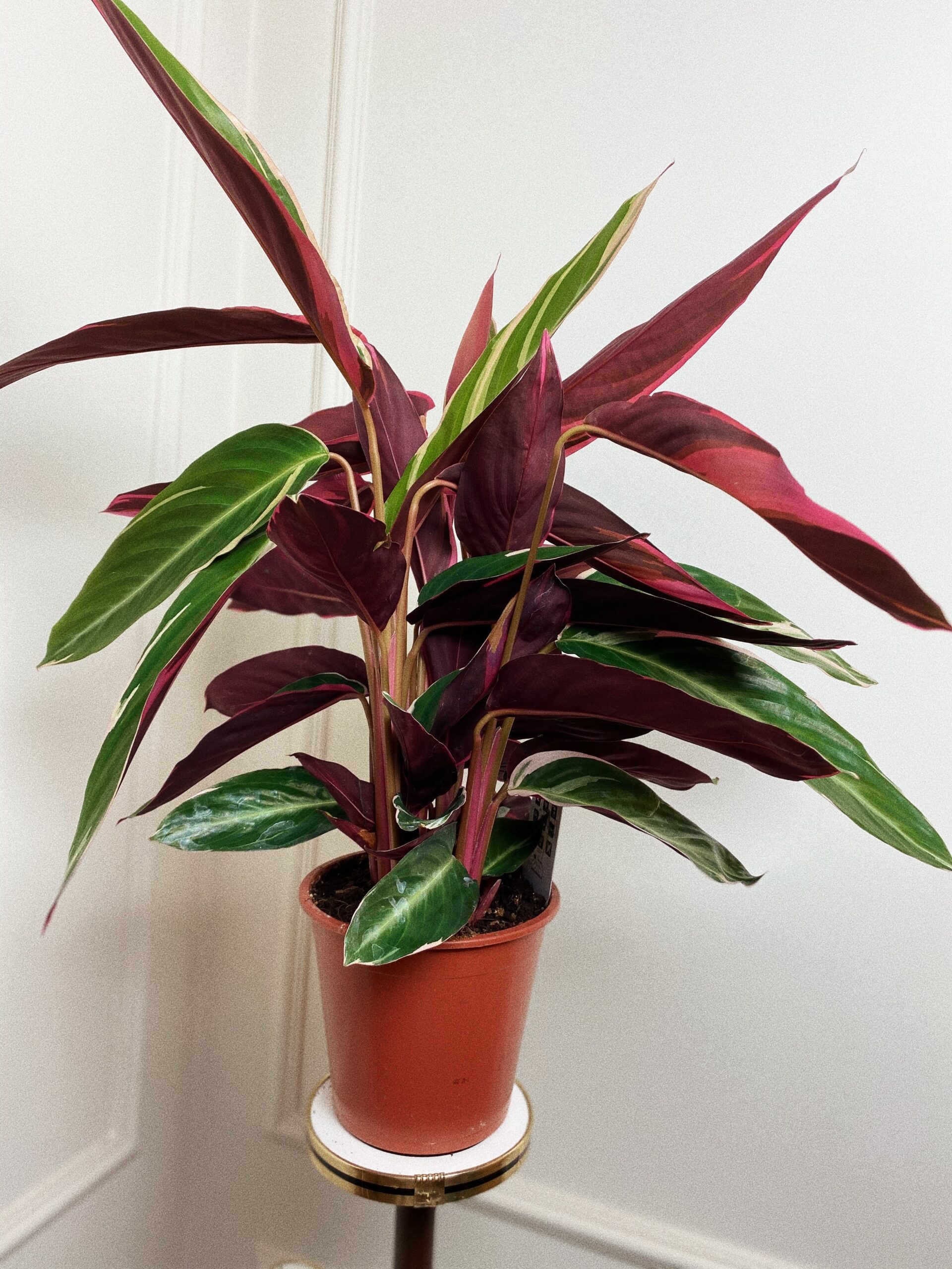 Calathea Magic Star