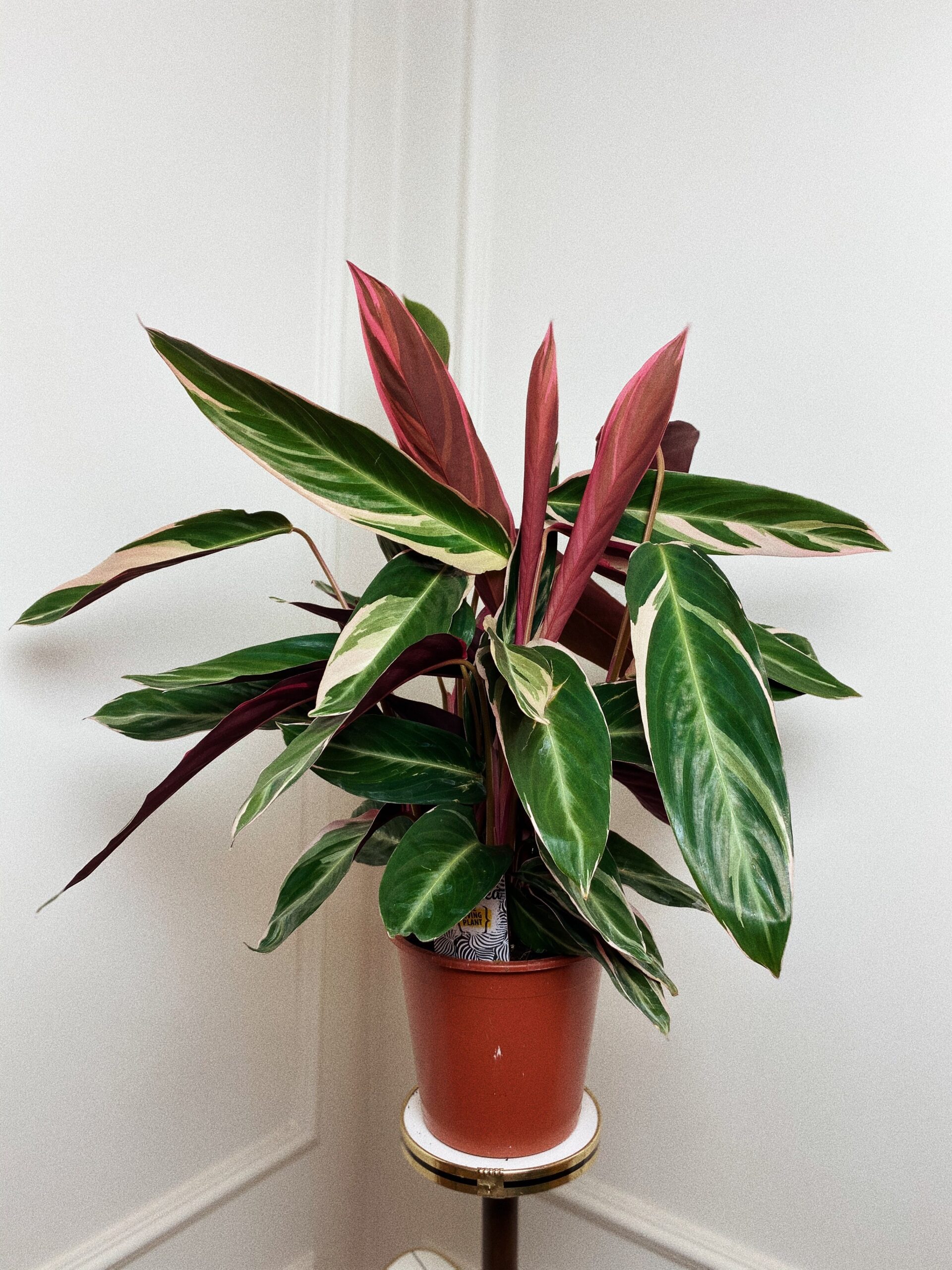 Calathea Magic Star