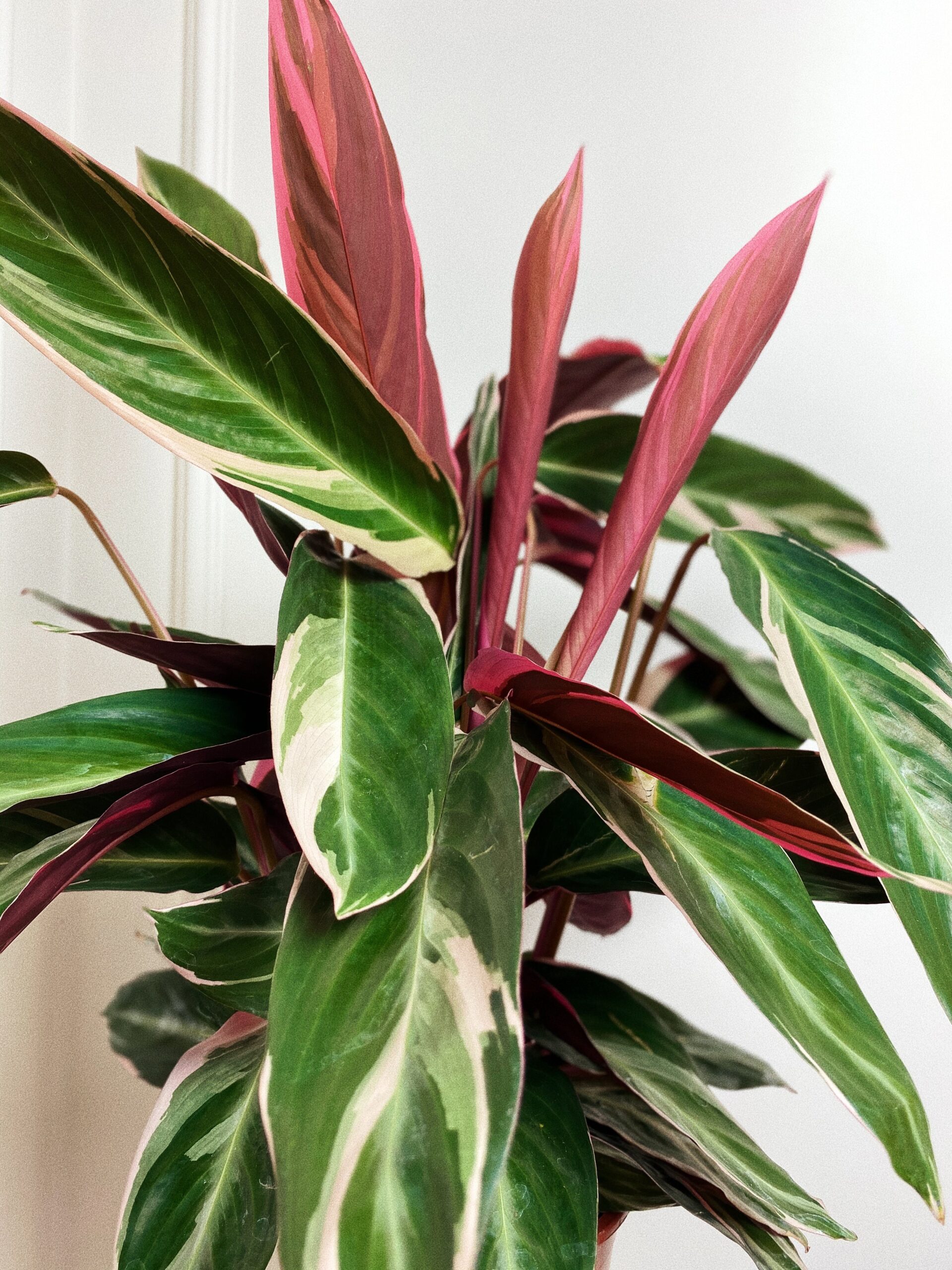 Calathea Magic Star