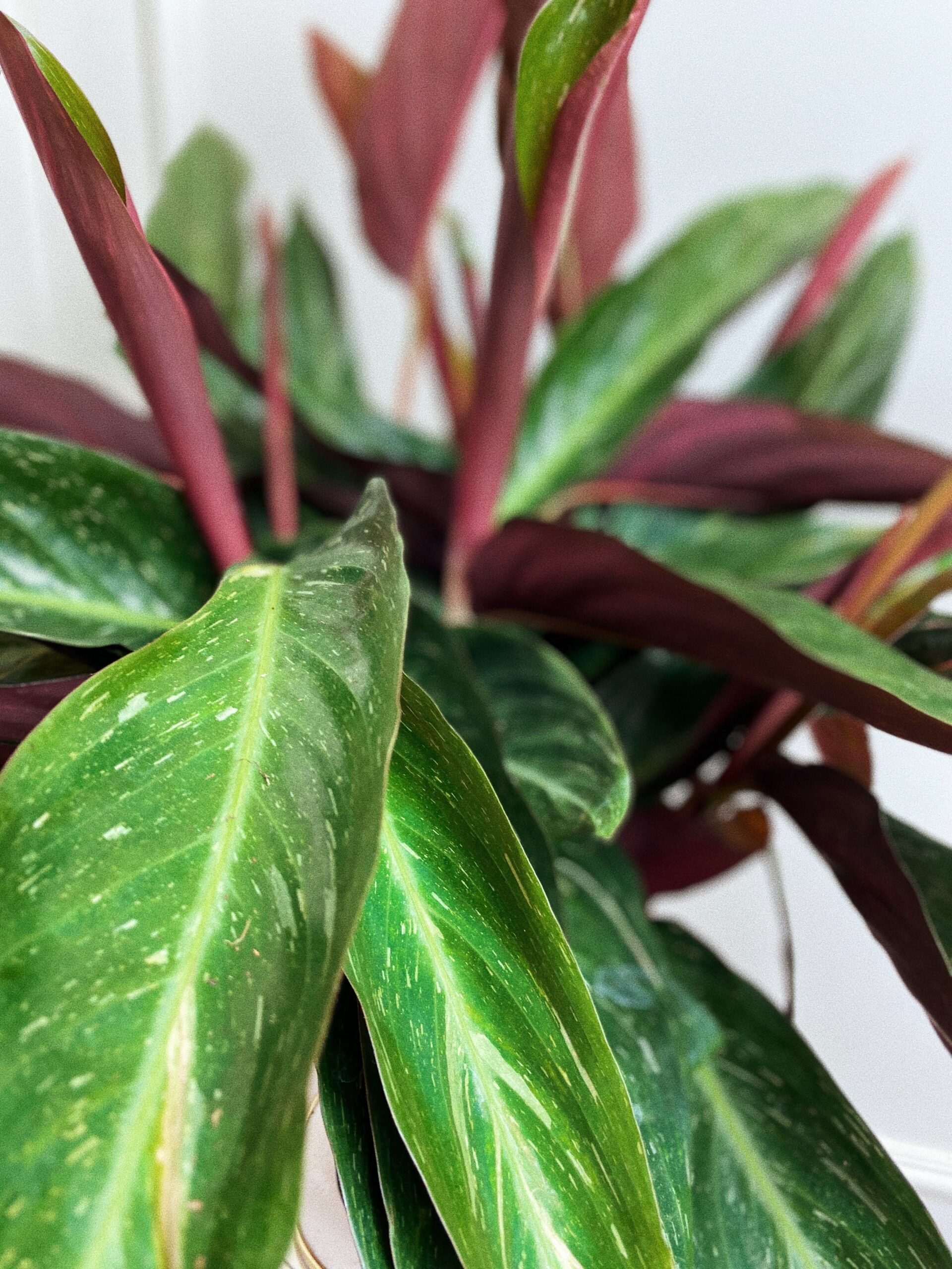 Calathea Magic Star