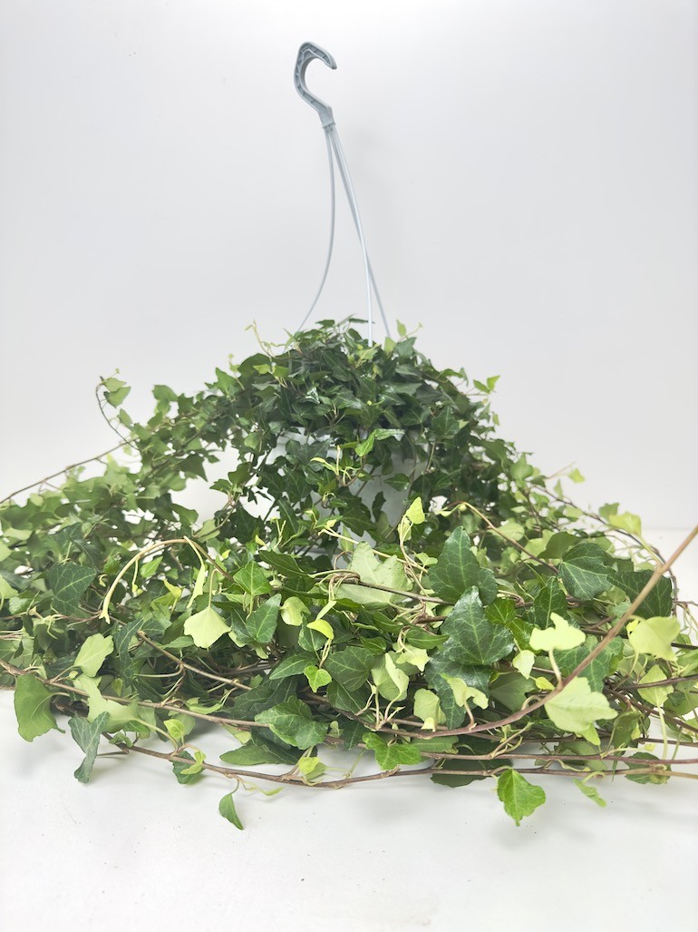 Hedera bluszcz Lady Kay XXL