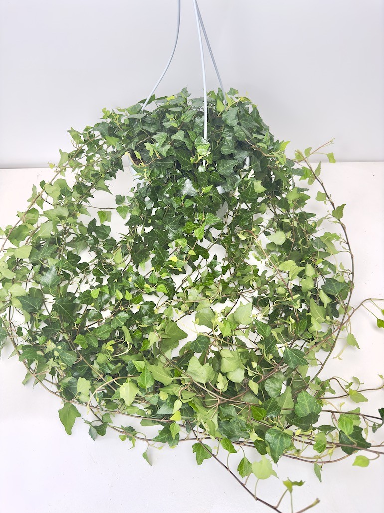 Hedera bluszcz Lady Kay XXL