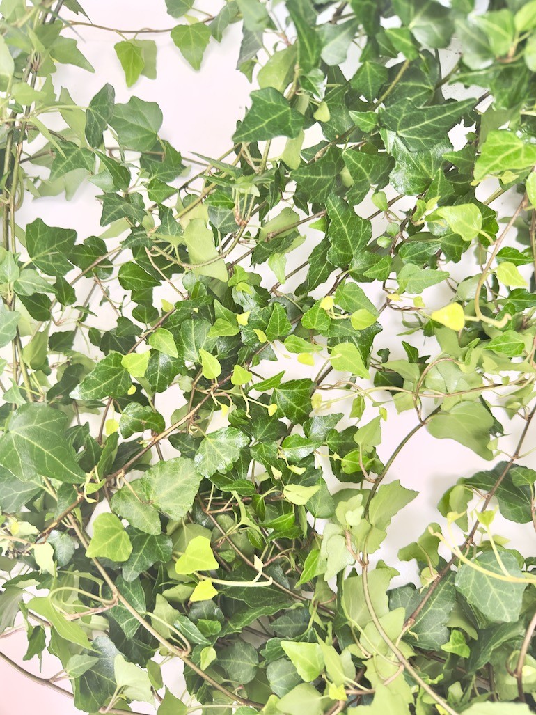 Hedera bluszcz Lady Kay XXL