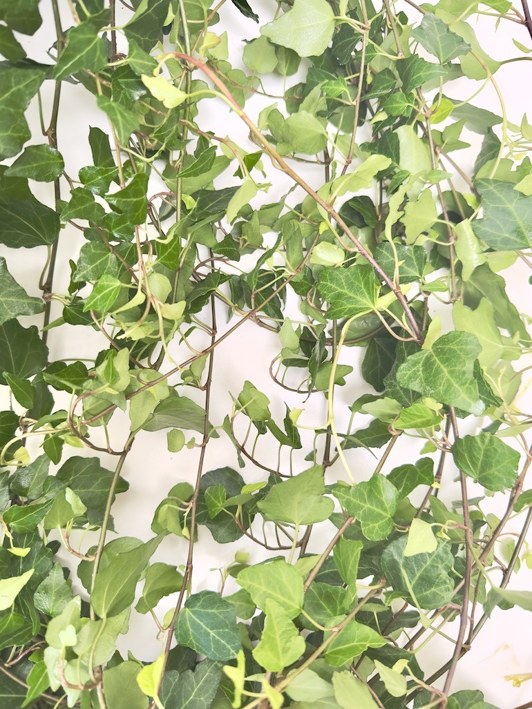 Hedera bluszcz Lady Kay XXL