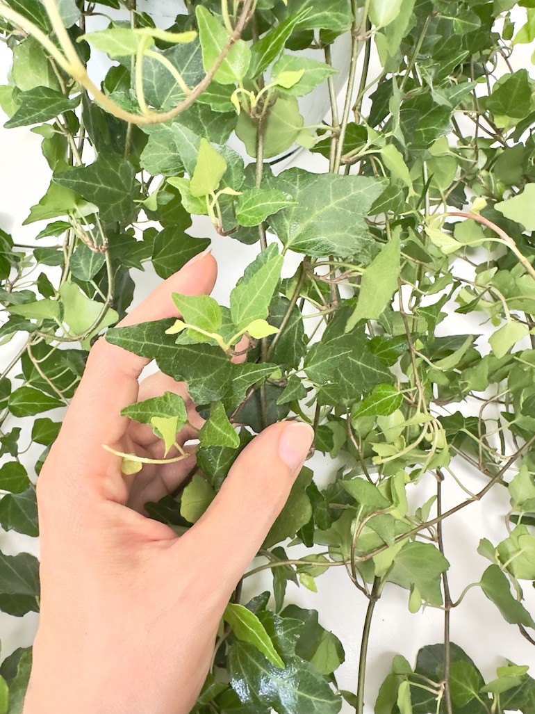 Hedera bluszcz Lady Kay XXL