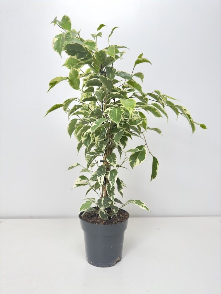 Ficus Samantha