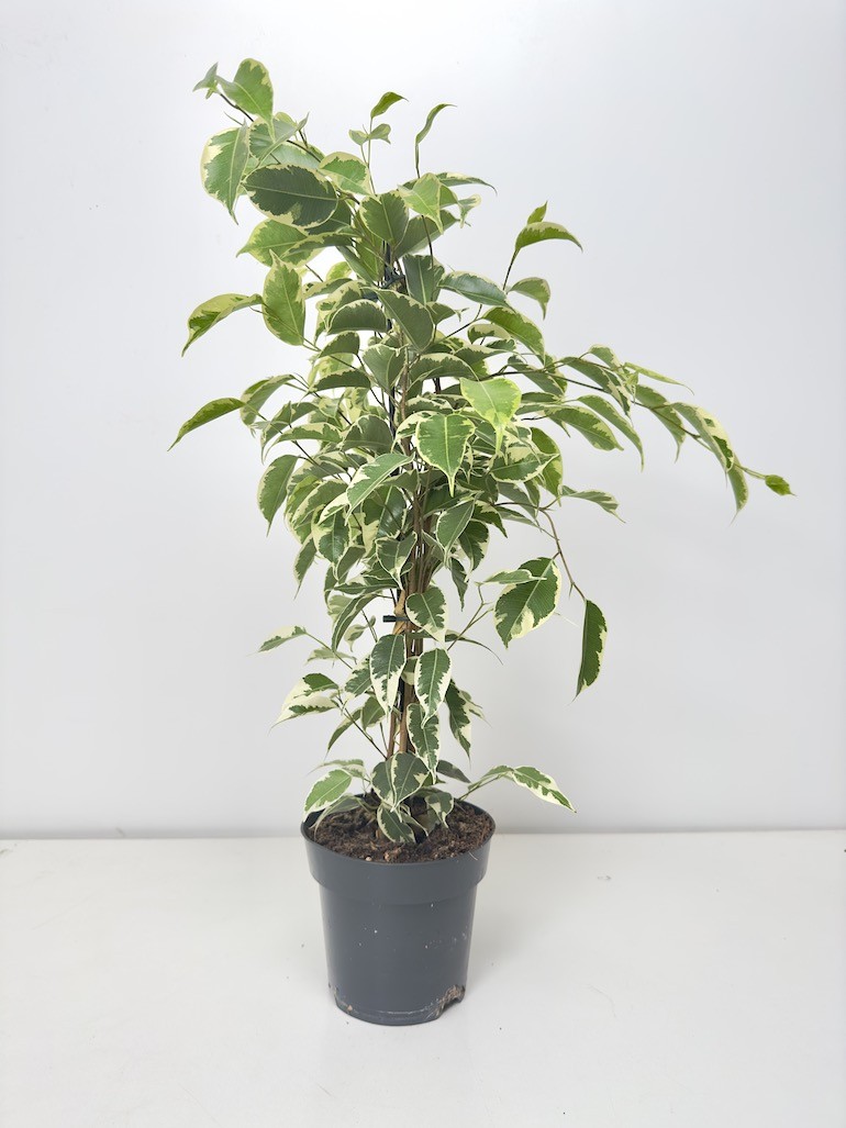 Ficus Samantha