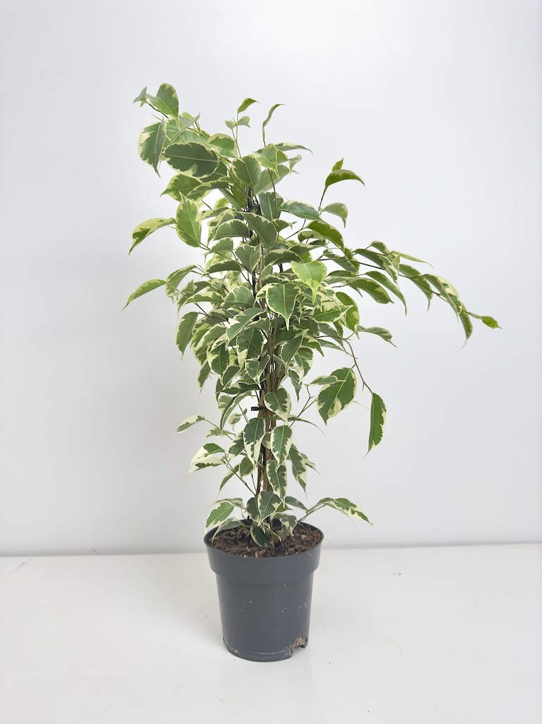 Ficus Samantha