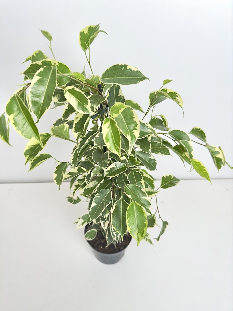 Ficus Samantha