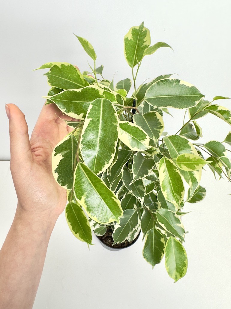 Ficus Samantha