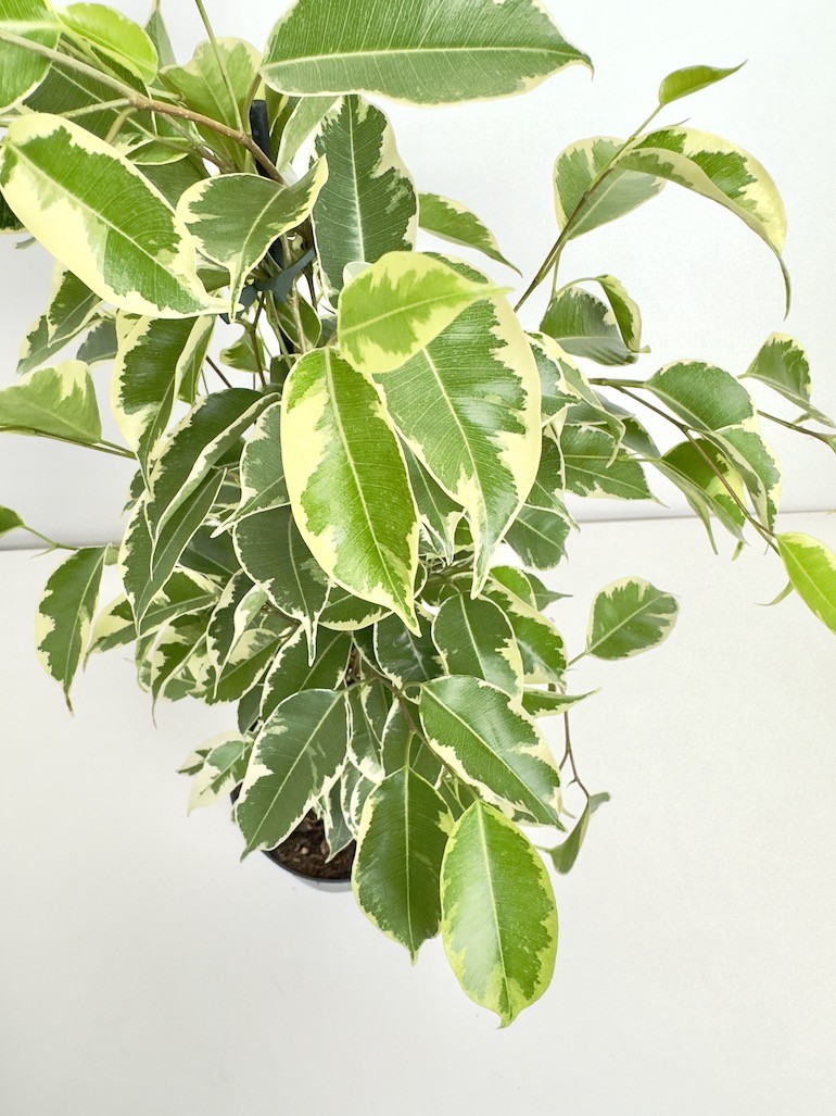 Ficus Samantha