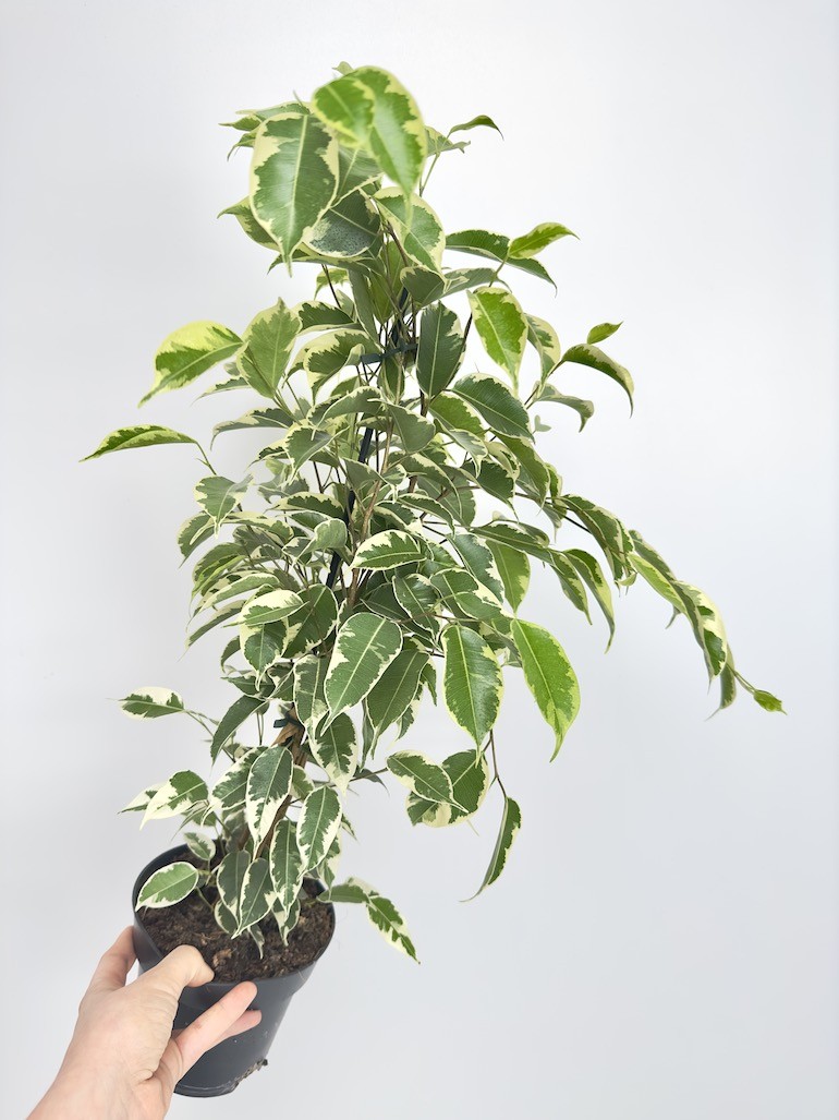 Ficus Samantha