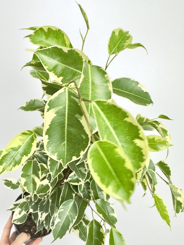 Ficus Samantha