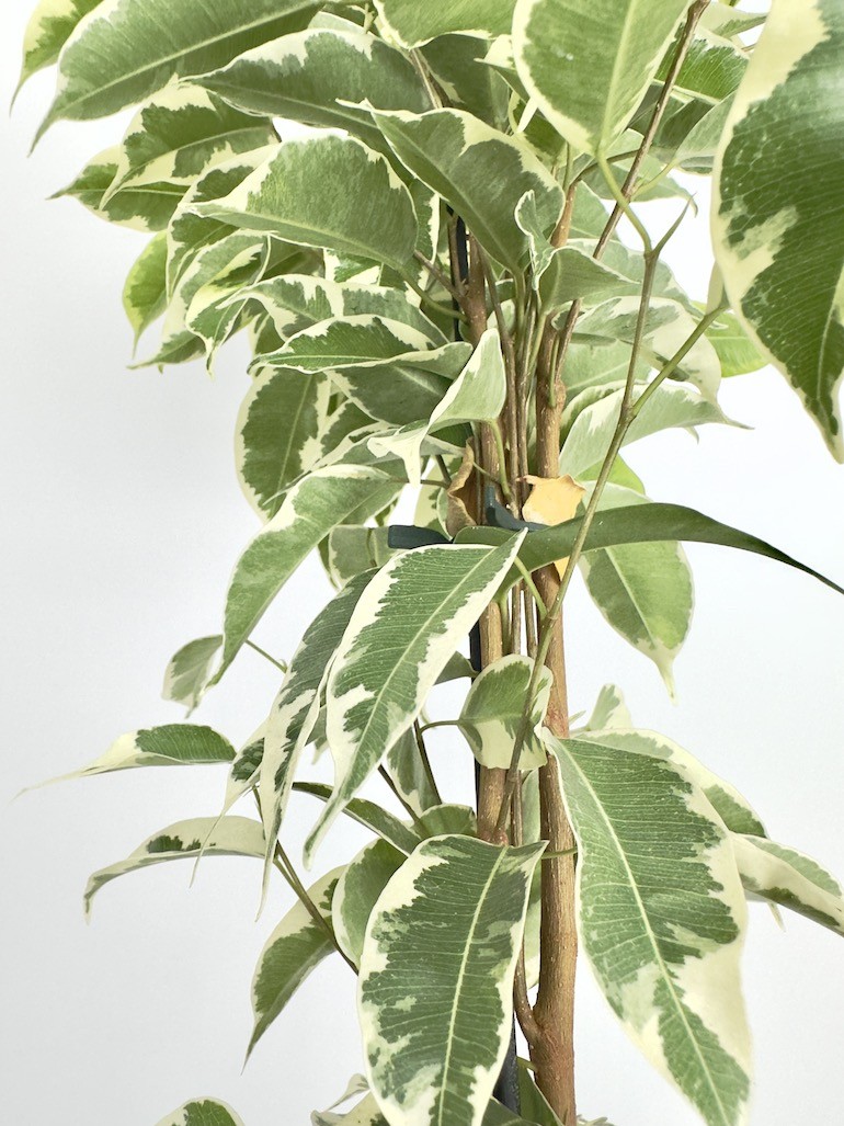 Ficus Samantha