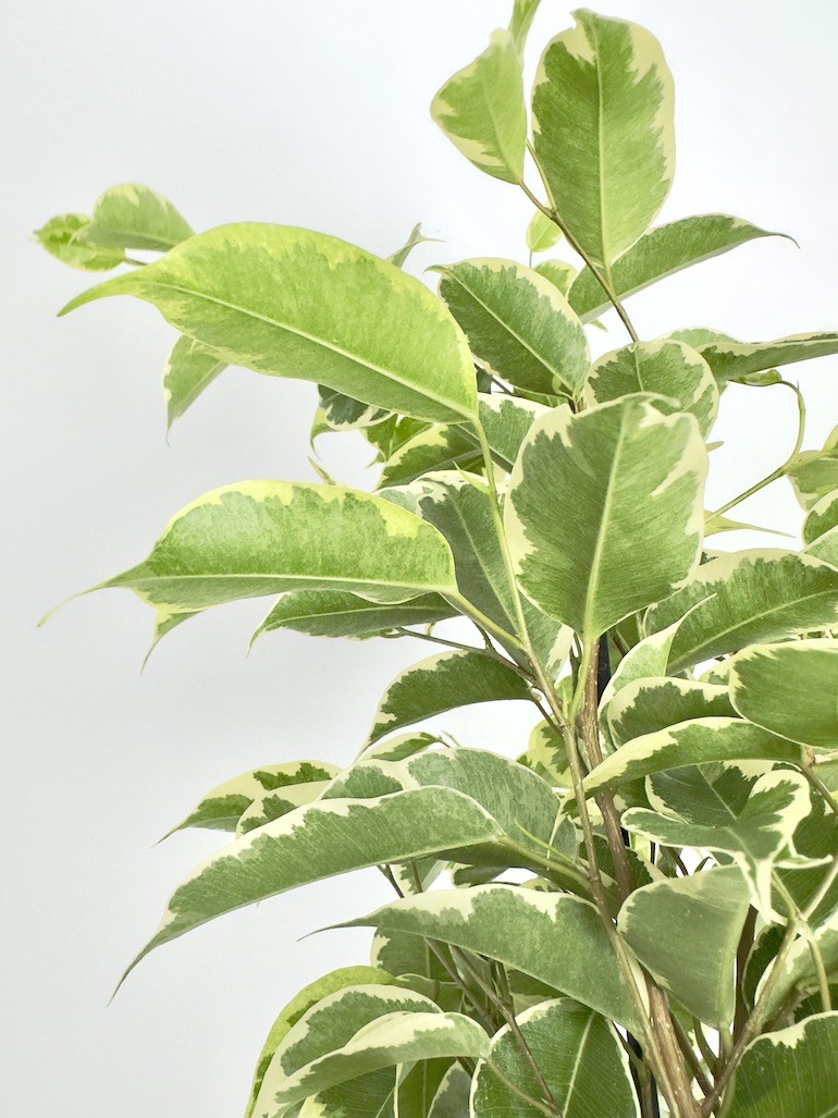 Ficus Samantha