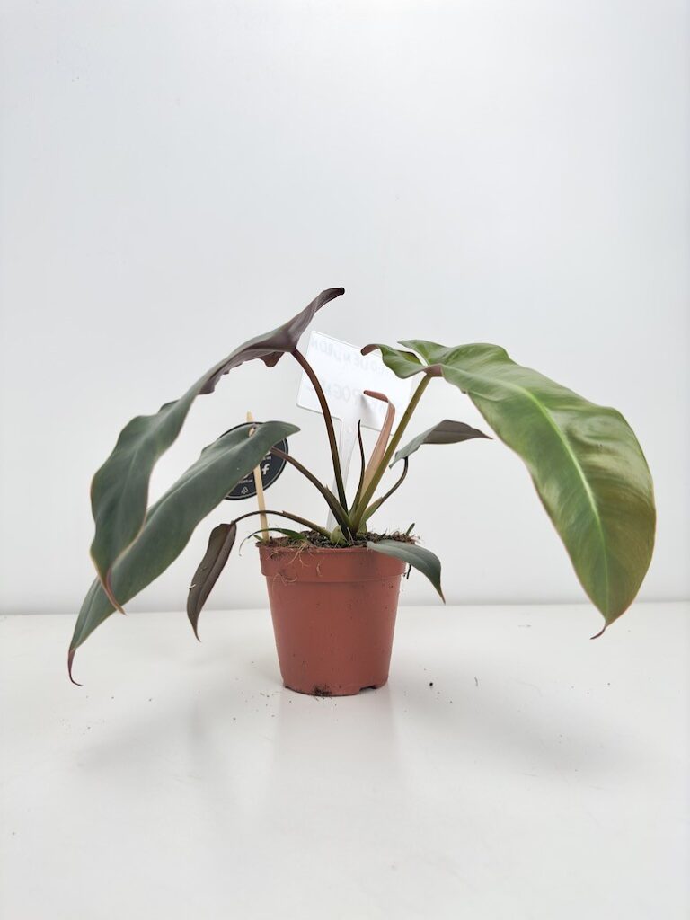 Philodendron Atabapoense Roślina Kolekcjonerska