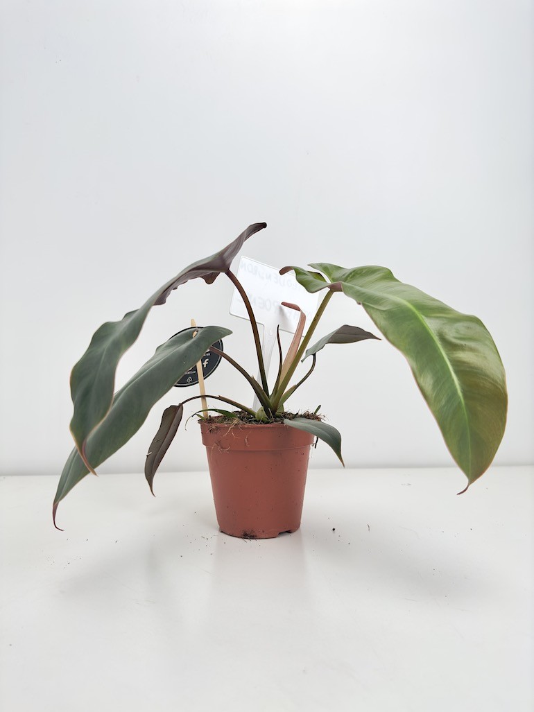 Philodendron Atabapoense