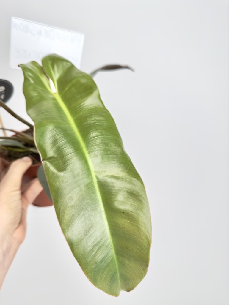 Philodendron Atabapoense