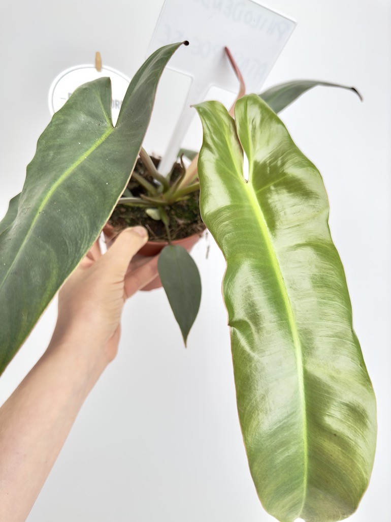 Philodendron Atabapoense