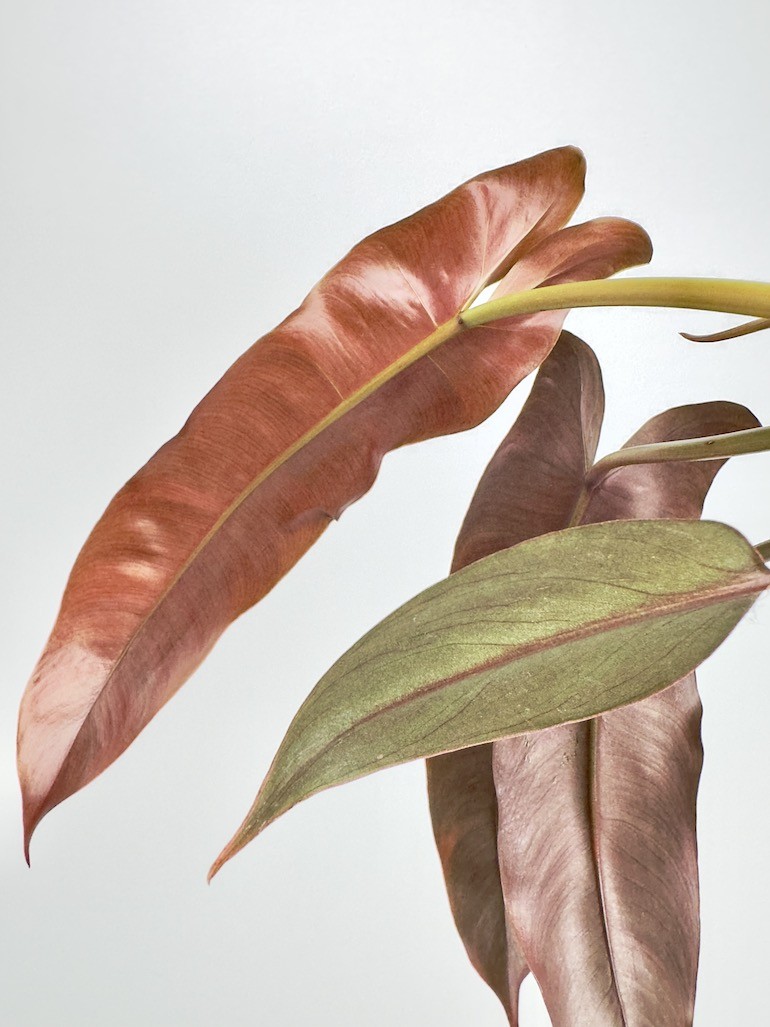 Philodendron Atabapoense