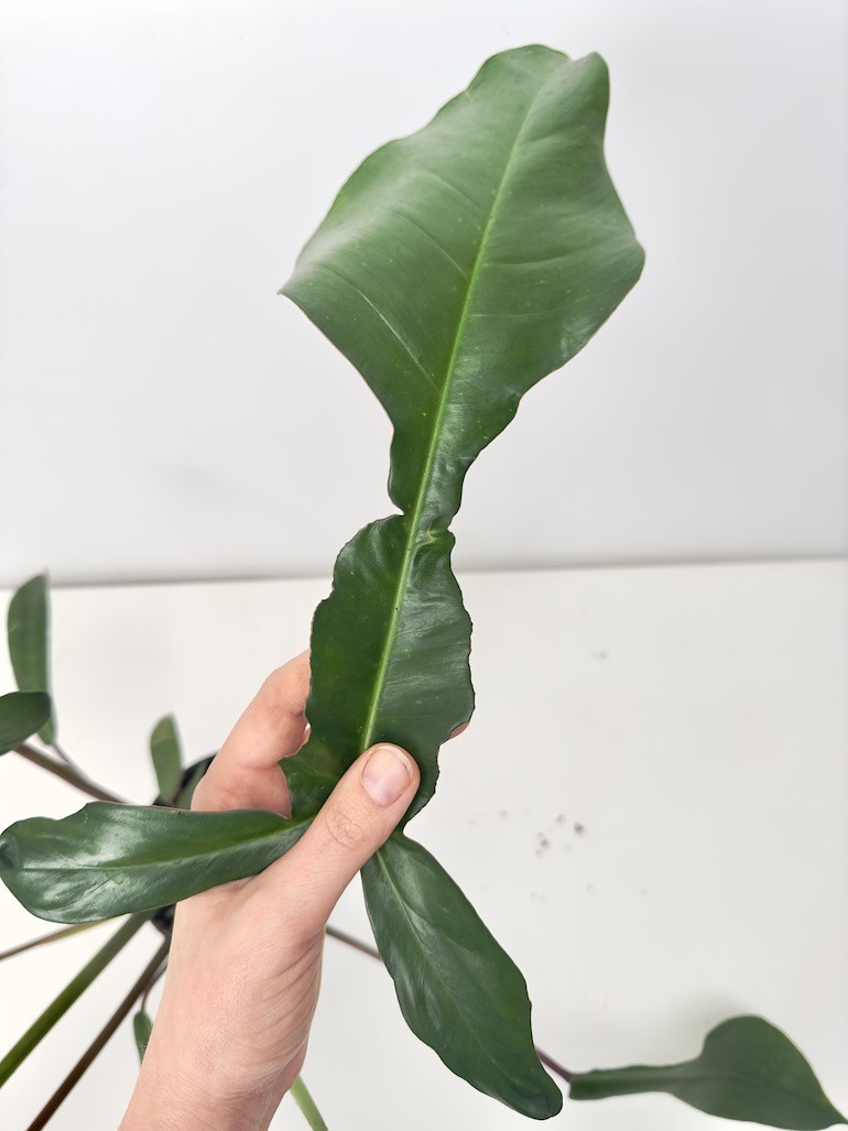 PHILODENDRON JOEPII