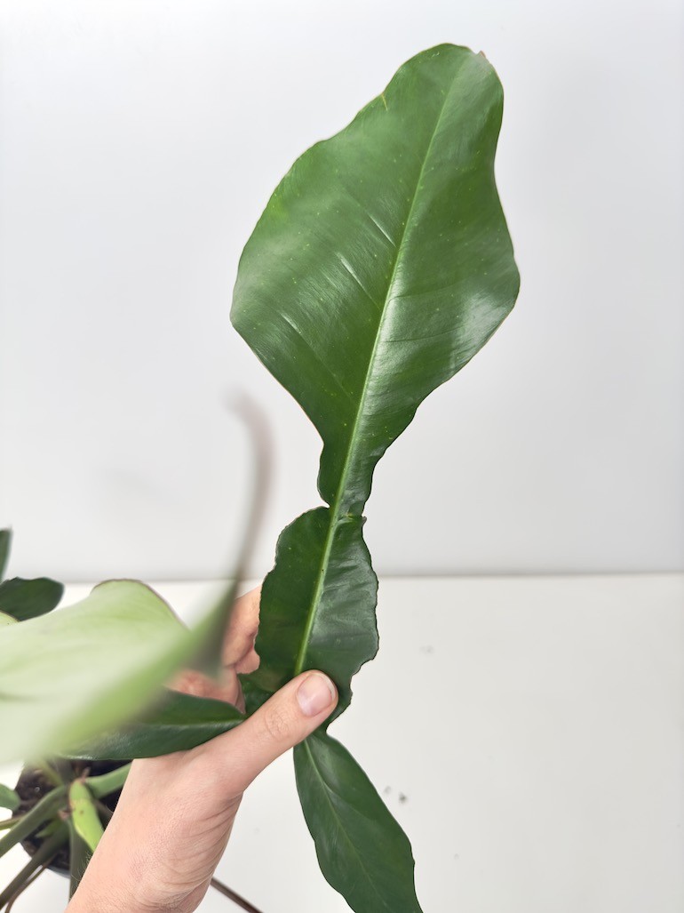 PHILODENDRON JOEPII