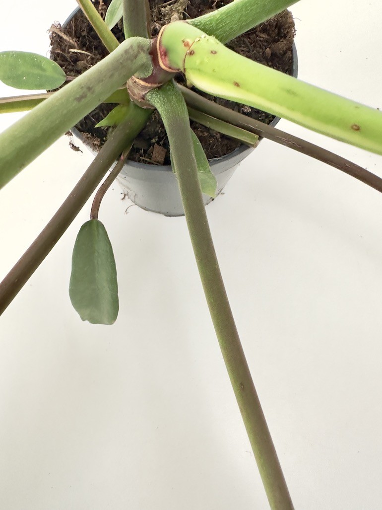 PHILODENDRON JOEPII