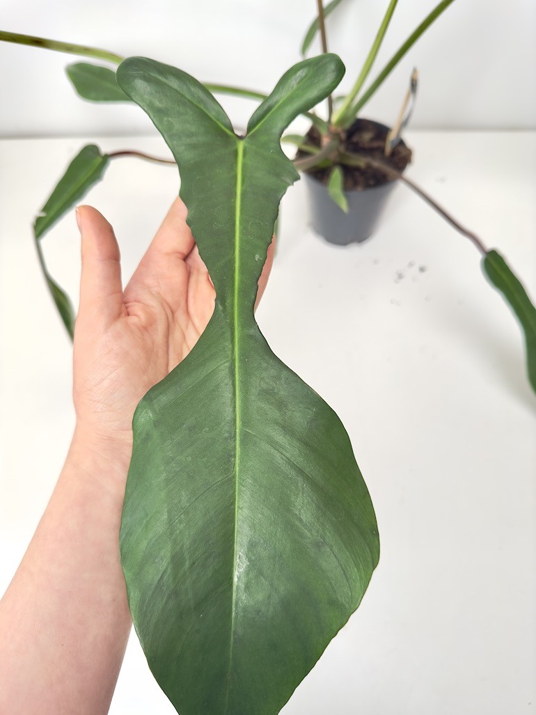 PHILODENDRON JOEPII