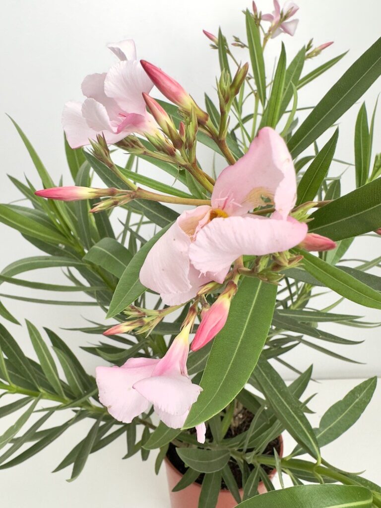 Nerium Oleander jasno różowe kwiaty