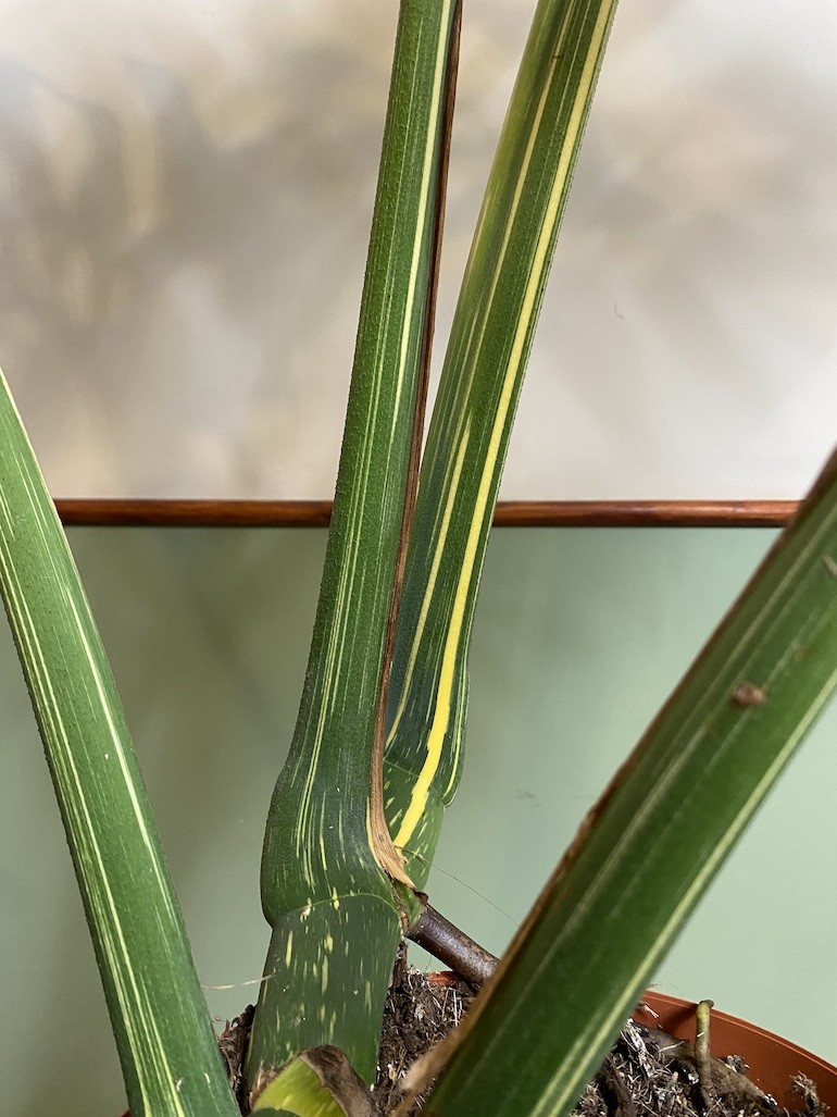 Monstera Thai constellation