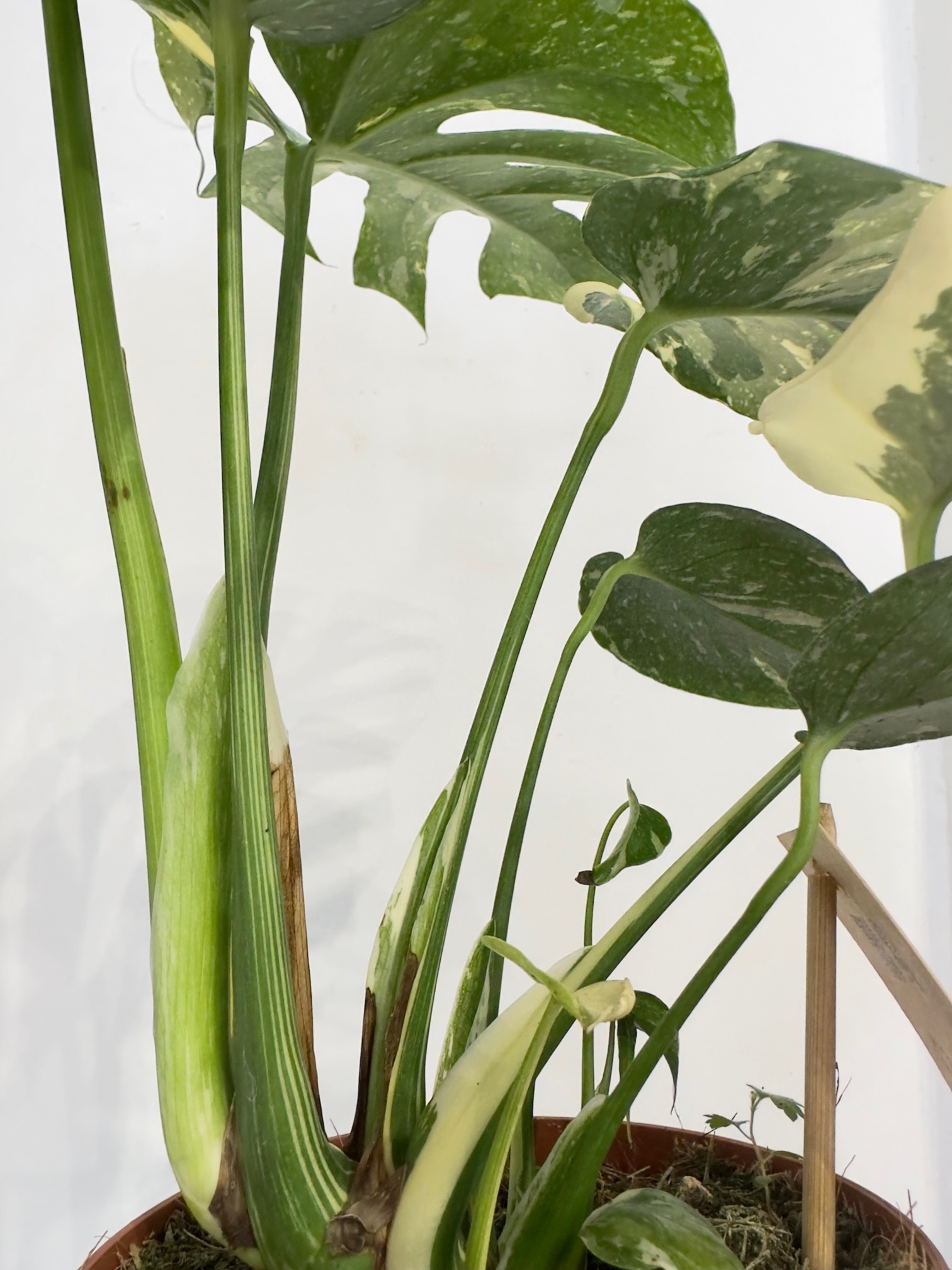 Monstera Thai constellation