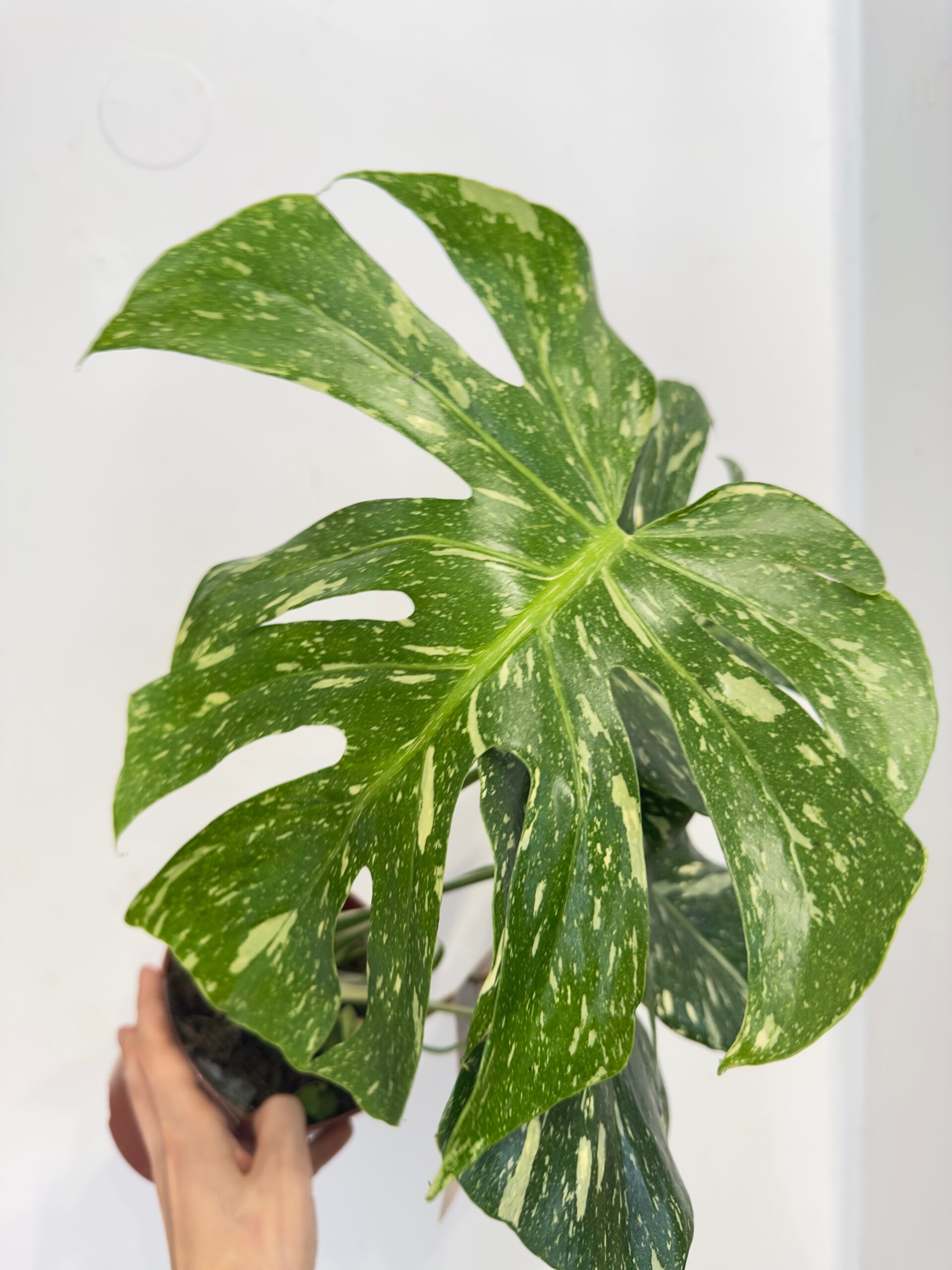Monstera Thai constellation