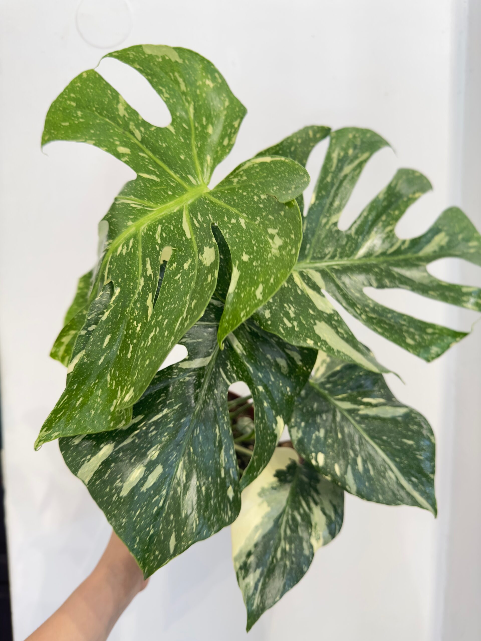 Monstera Thai constellation