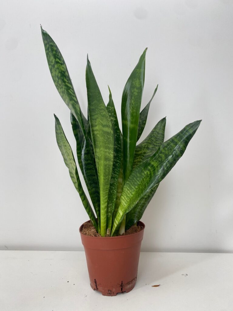 Sansevieria zeylanica