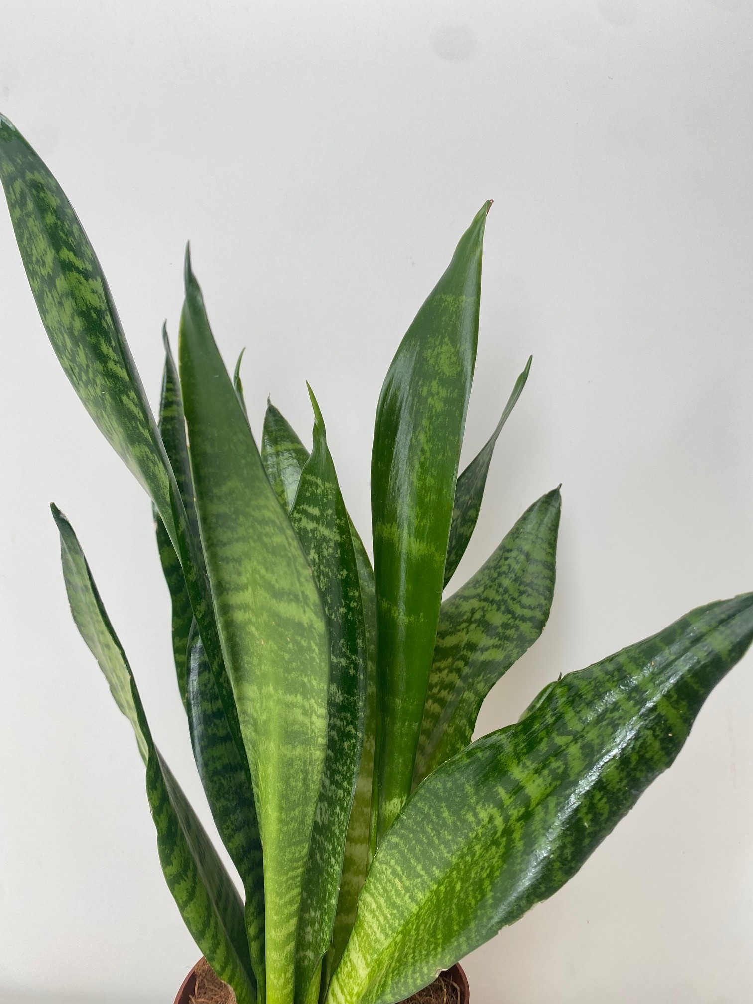 Sansevieria zeylanica