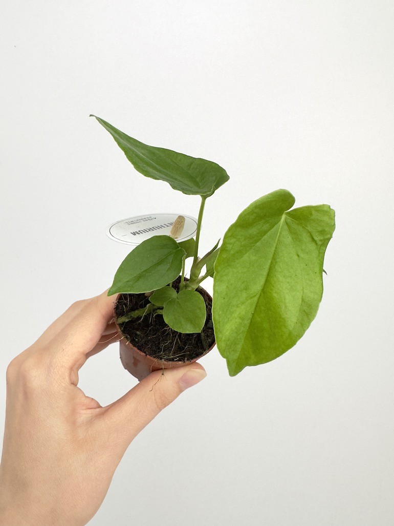 Anthurium Balaloanum