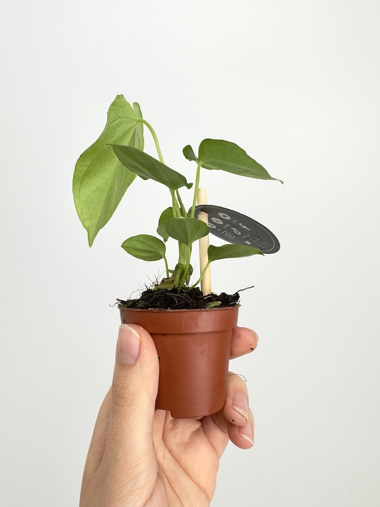 Anthurium Balaloanum