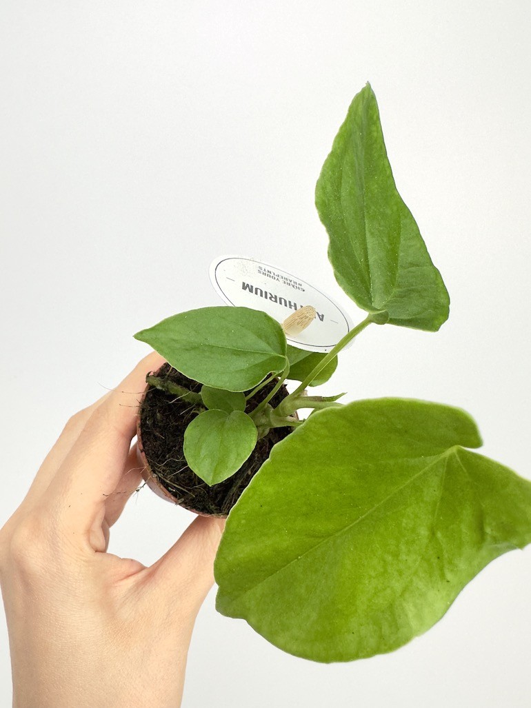 Anthurium Balaloanum