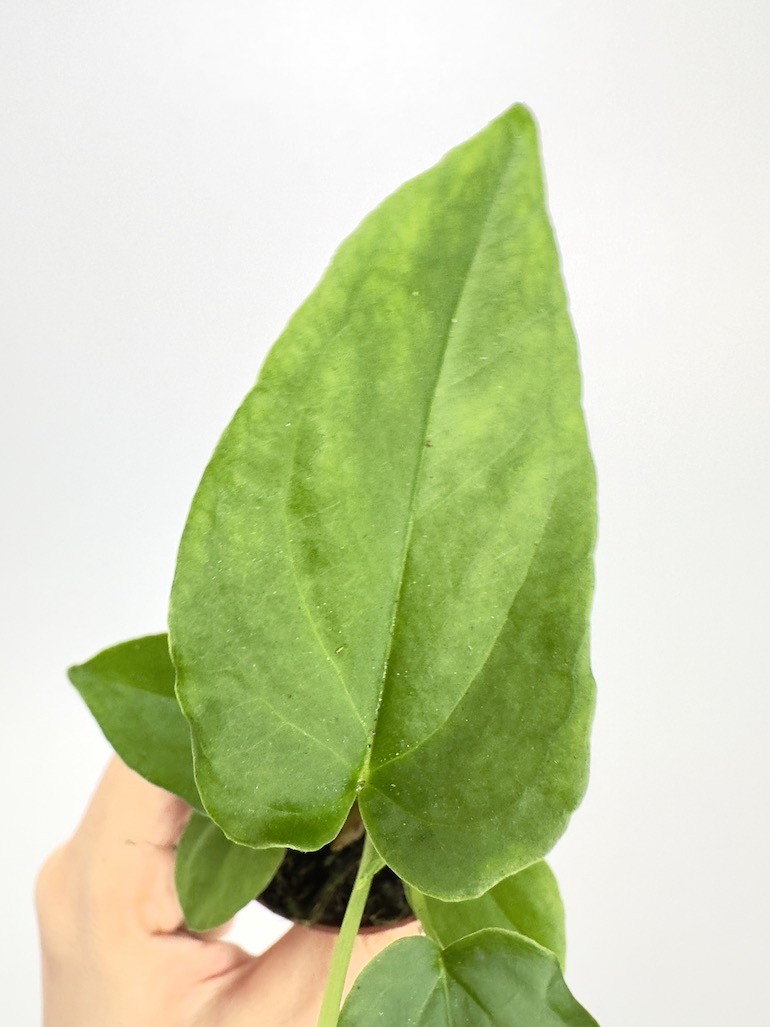 Anthurium Balaloanum